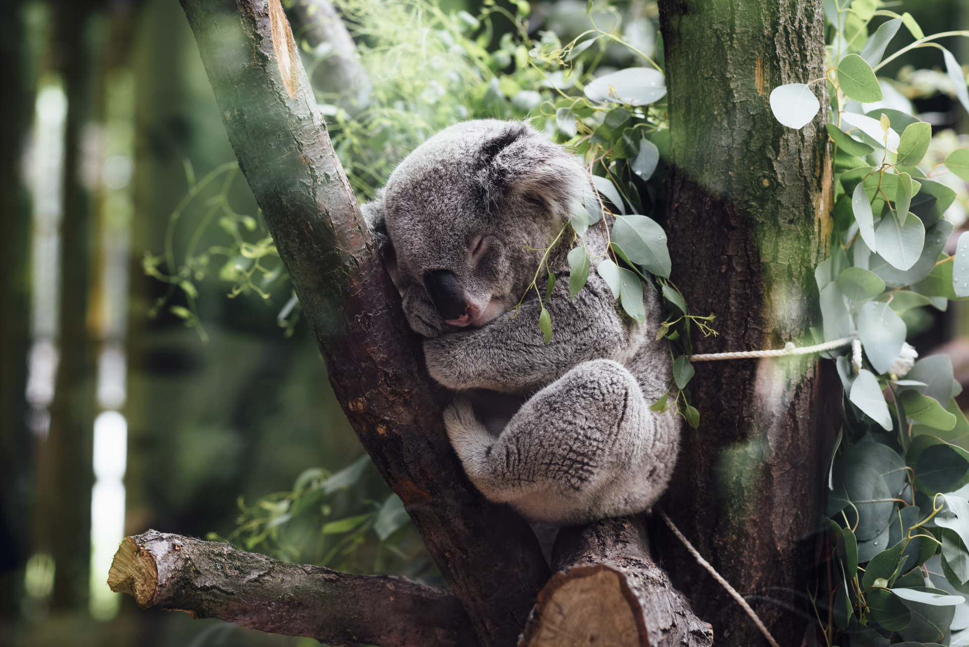 Koala in Tree